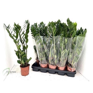 Zamio Zamiifolia 3+ 60cm