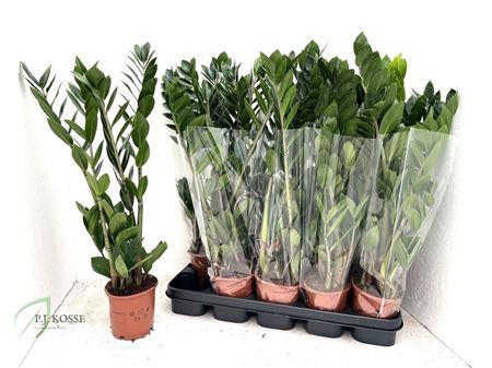<h4>Zamio Zamiifolia 3+ 60cm</h4>