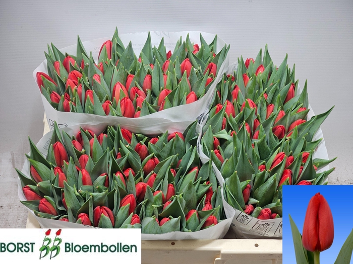 <h4>TU EN SPOT ON</h4>