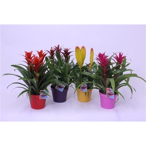 Bromelia variés