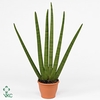 Sansevieria Cilder Handshake 12Ø 45cm