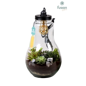 Glas Terrarium XXL helder met verlichting met Succulenten