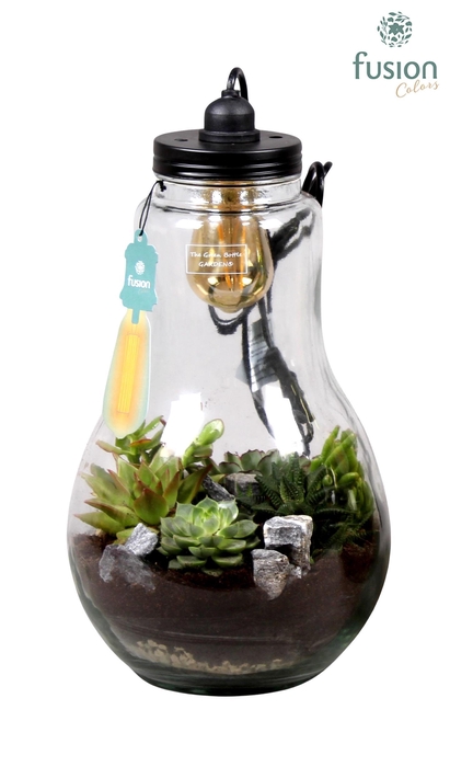 <h4>Glas Terrarium XXL helder met verlichting met Succulenten</h4>