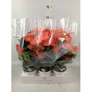 Anthurium andr. 'Orange Champion'