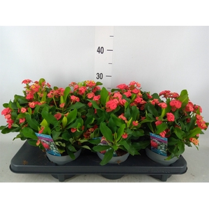 Euphorbia milii 'Vulcanus'