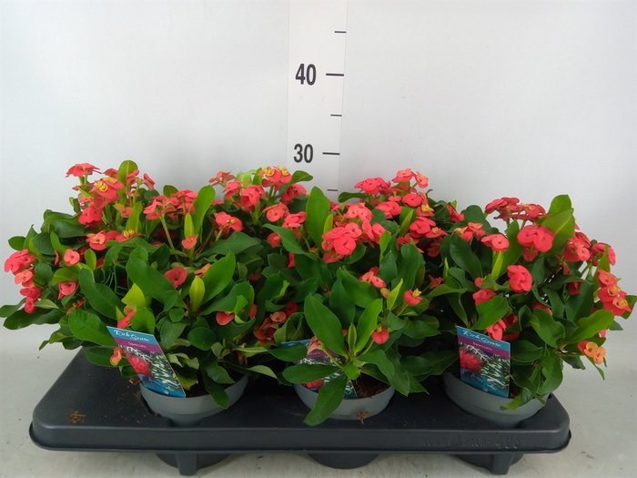 <h4>Euphorbia milii 'Vulcanus'</h4>