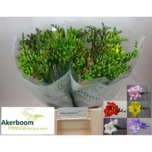 Freesia Gemengd x150