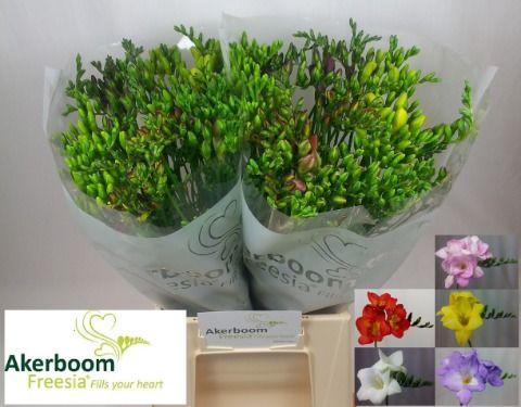<h4>Freesia Gemengd x150</h4>