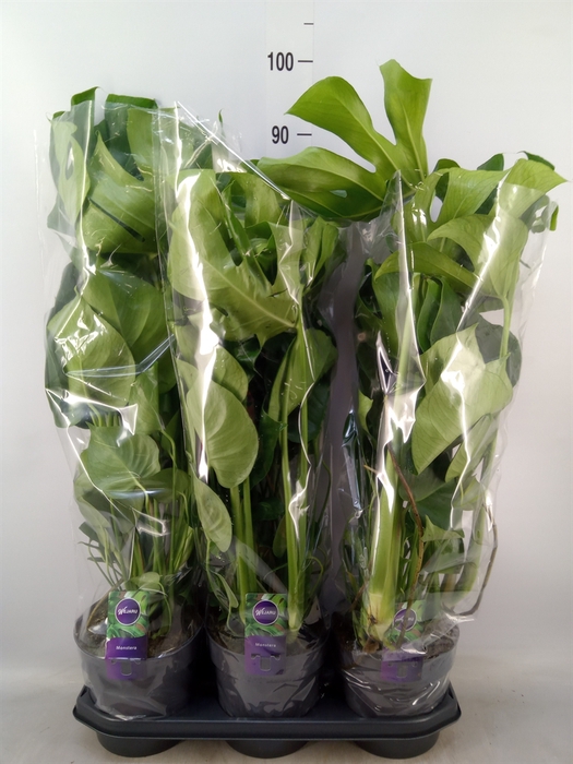 <h4>Monstera delic.</h4>