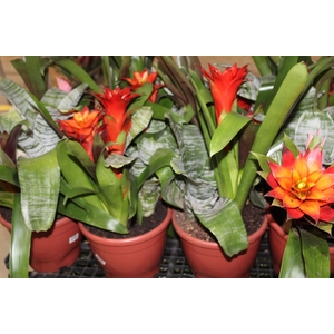 COQUETEL BROMELIA P24
