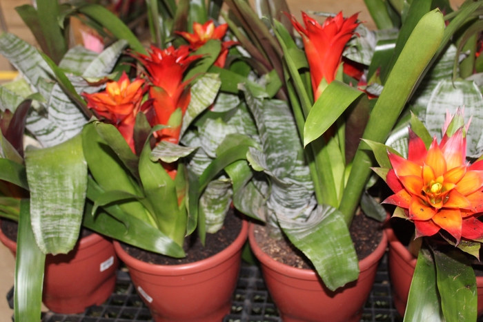 <h4>COQUETEL BROMELIA P24</h4>