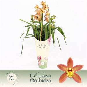 Cymbidium, Wilhelmina 3-spike 'Exclusiva Orchidea' Potcover