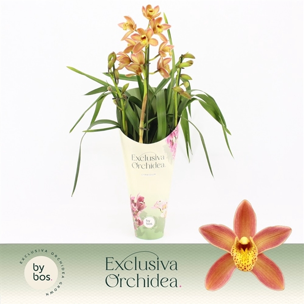 <h4>Cymbidium, Wilhelmina 3-spike 'Exclusiva Orchidea' Potcover</h4>