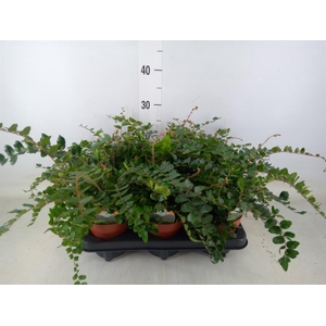 Pellaea rotundifolia