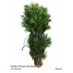 PINUS STROBUS BS