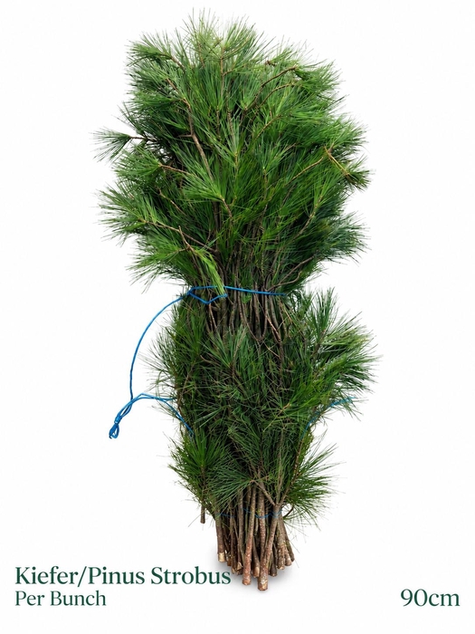 <h4>PINUS STROBUS BS</h4>
