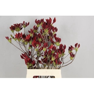 RHODO. NEW RED 065CM