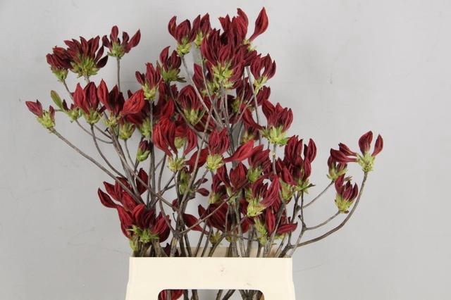 <h4>RHODO. NEW RED 065CM</h4>