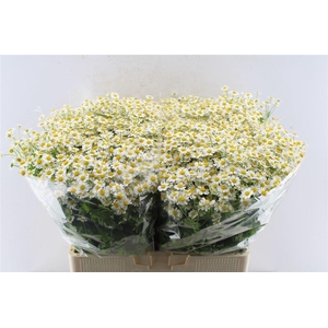 Tanacetum Single Vegmo