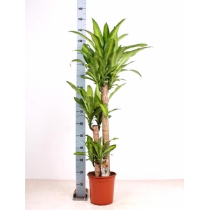 Dracaena Massangeana 24Ø 155cm 3pp