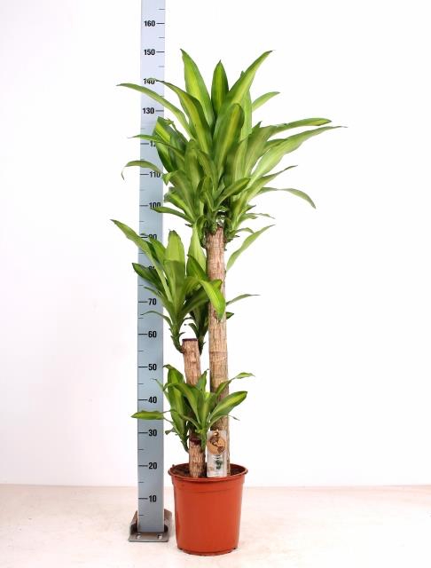 Dracaena Massangeana 24Ø 155cm 3pp