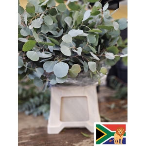 EUC POPULUS BLAD PB SUPER