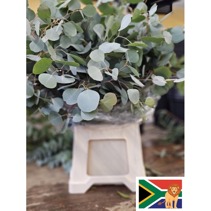 <h4>EUC POPULUS BLAD PB SUPER</h4>
