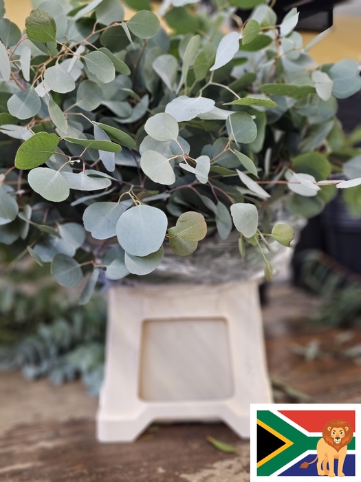 EUC POPULUS BLAD PB SUPER