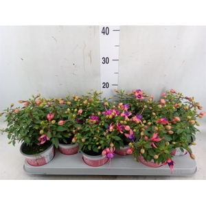 Fuchsia  'Bella Fuchsia Mariska'