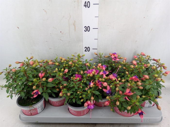 <h4>Fuchsia  'Bella Fuchsia Mariska'</h4>