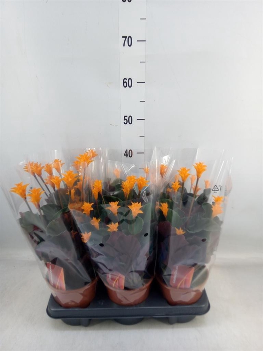 <h4>Calathea crocata</h4>