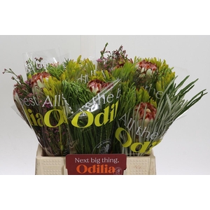 BQ Protea Aurumn SFB