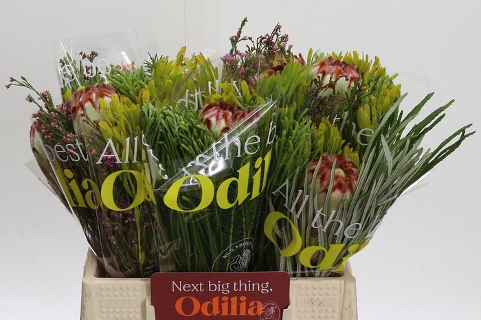 <h4>BQ Protea Aurumn SFB</h4>