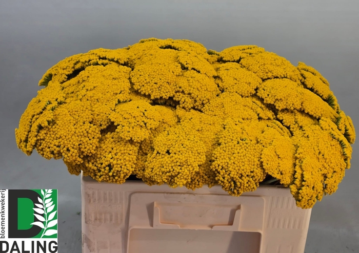 <h4>ACHIL F PARK VARIETY</h4>