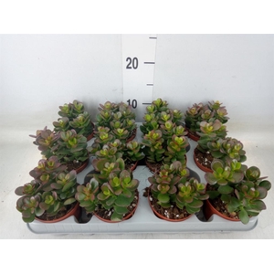 Crassula ovata 'Minor'