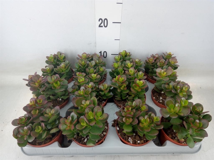 <h4>Crassula ovata 'Minor'</h4>