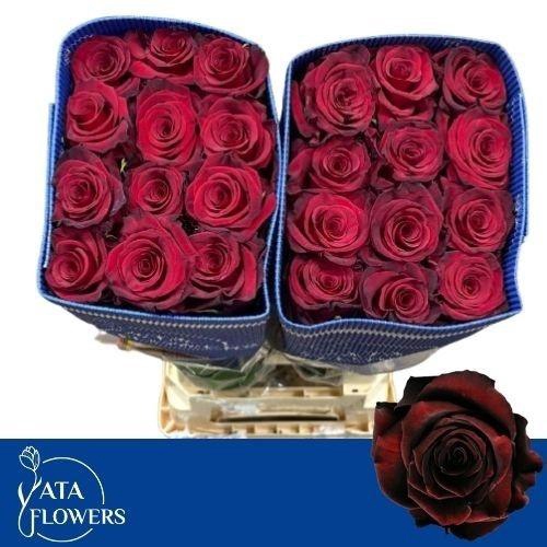 <h4>R GR BLACK BACCARA</h4>