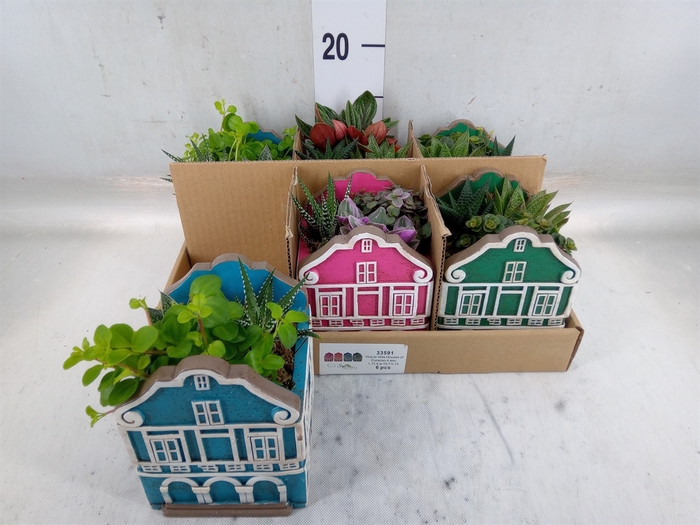 <h4>Arr.   Kamerplant Groen L%</h4>
