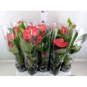 Anthurium andr. 'Karma Red'
