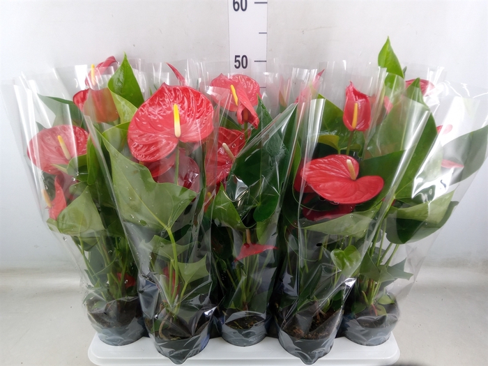 <h4>Anthurium andr. 'Karma Red'</h4>