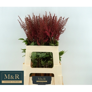 ASTIL AR PAUL GAARDE