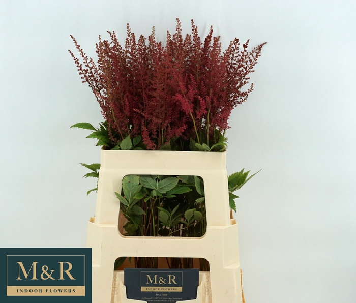 <h4>ASTIL AR PAUL GAARDE</h4>