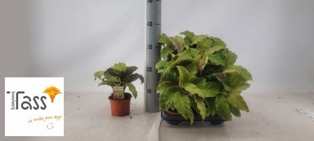 <h4>CALAT FUSION YELLOW</h4>