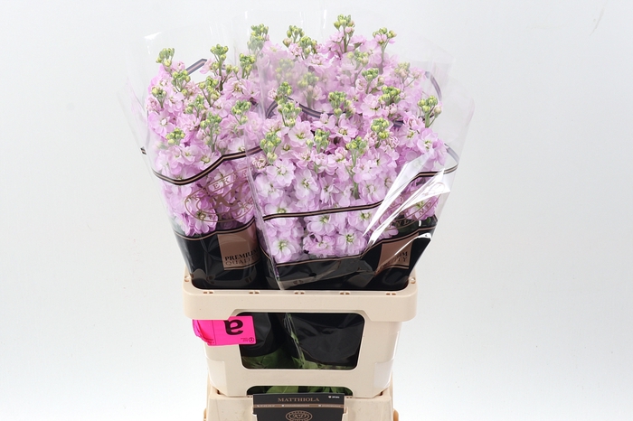 <h4>Matth Mathilda Pink</h4>