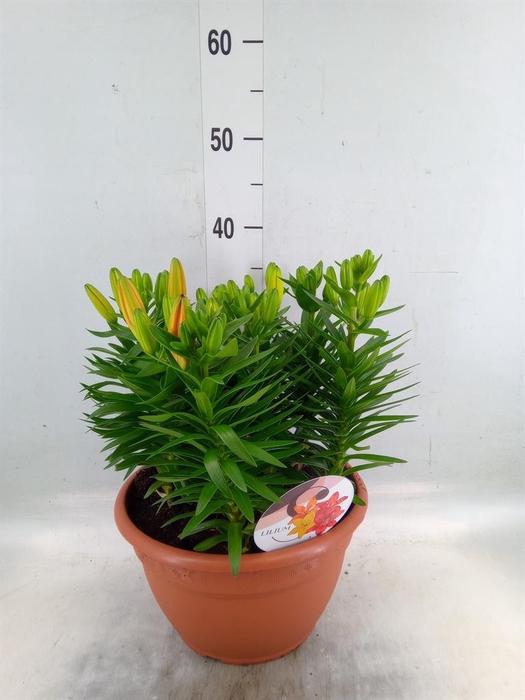 <h4>Lilium asia.   ...</h4>