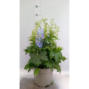 Delphinium   ...