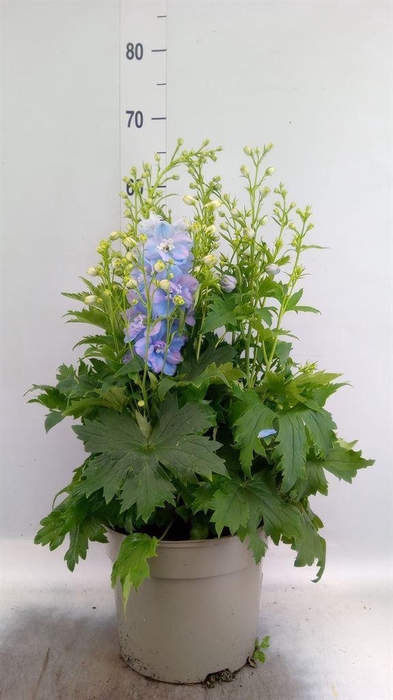 <h4>Delphinium   ...</h4>