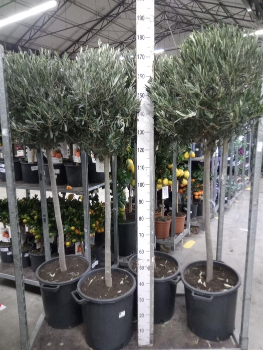 <h4>Olea europaea</h4>