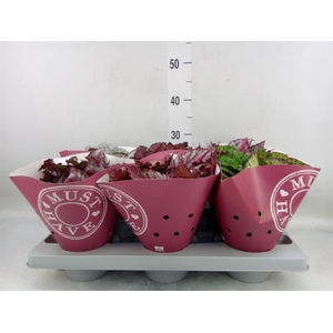 Begonia BD 'Beleaf'   ...mix