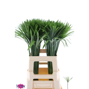 DECOGROEN GROOT BLAD